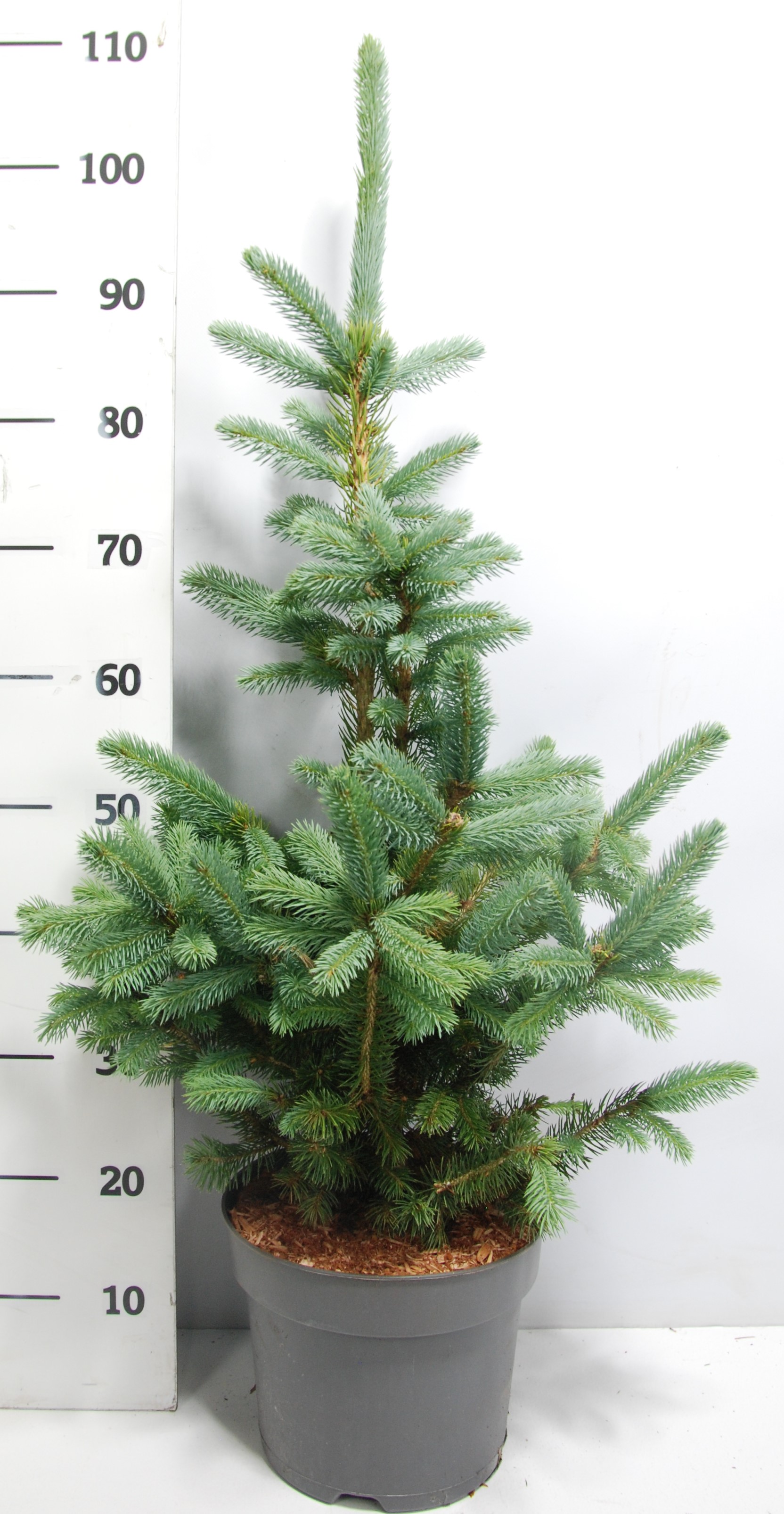 Ель колючая Супер Блю